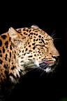 Chinaleopard