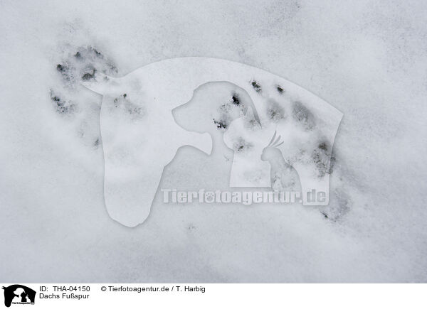 Dachs Fuspur / badger footmark / THA-04150