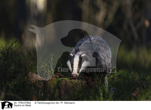 Dachs im Wald / Badger in the forest / PW-07662