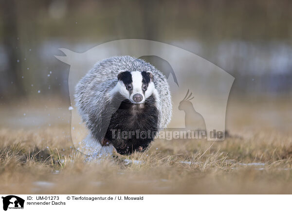 rennender Dachs / running Badger / UM-01273