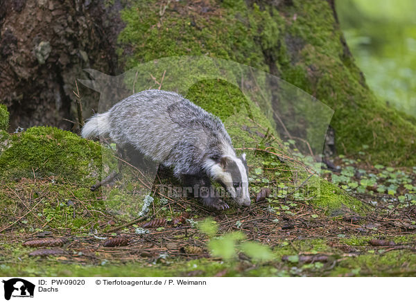 Dachs / Badger / PW-09020