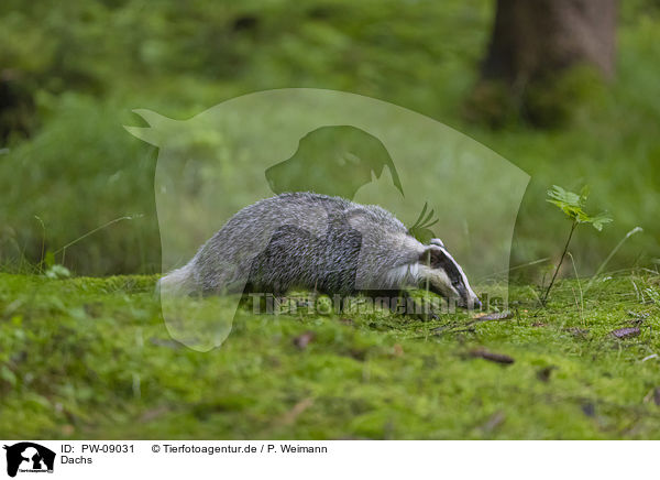 Dachs / Badger / PW-09031