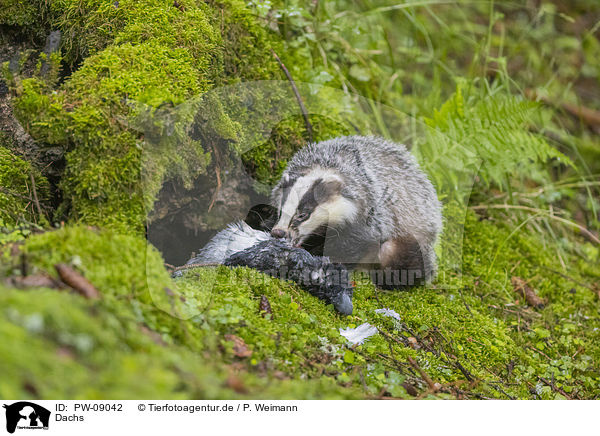 Dachs / Badger / PW-09042