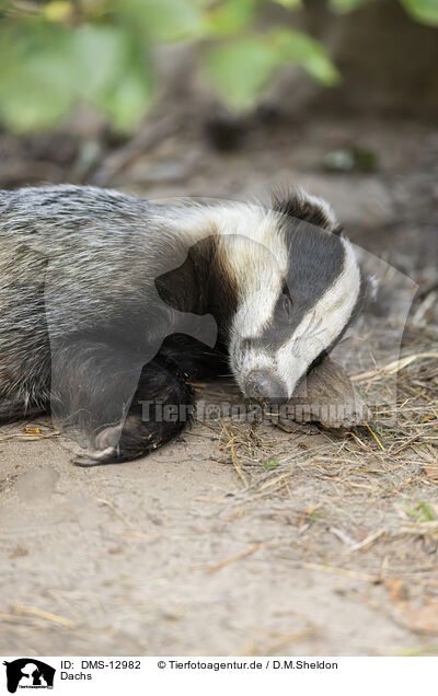 Dachs / badger / DMS-12982