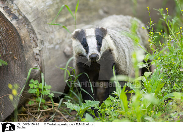 Dachs / badger / DMS-15428