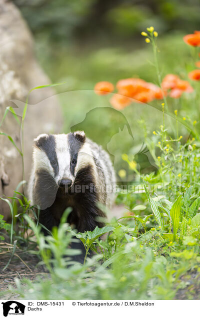 Dachs / badger / DMS-15431
