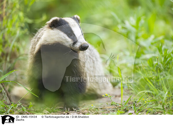Dachs / badger / DMS-15434