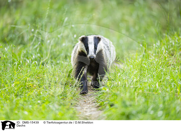 Dachs / badger / DMS-15439