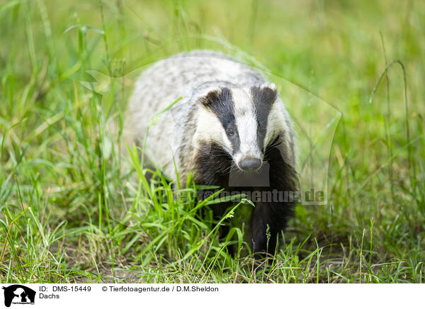 Dachs / badger / DMS-15449