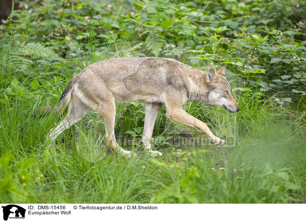 Europischer Wolf / european wolf / DMS-15456