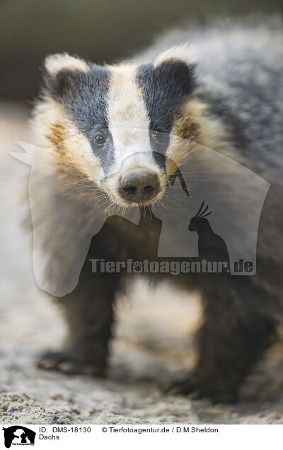 Dachs / badger / DMS-18130