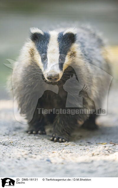 Dachs / badger / DMS-18131