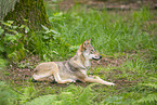 Europischer Wolf