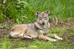 Europischer Wolf