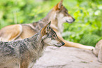 Europischer Wolf