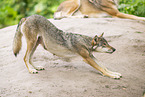 Europischer Wolf