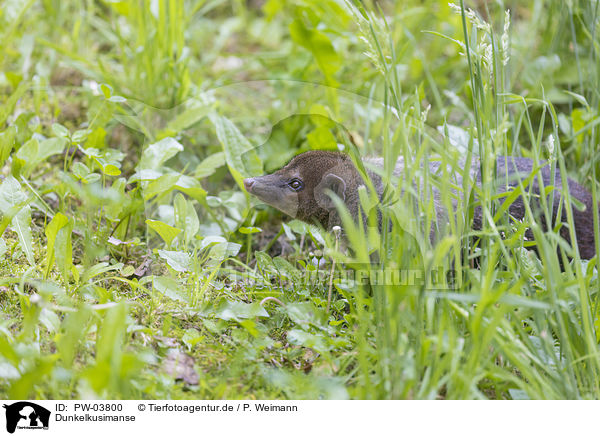 Dunkelkusimanse / dark cusimanse / PW-03800