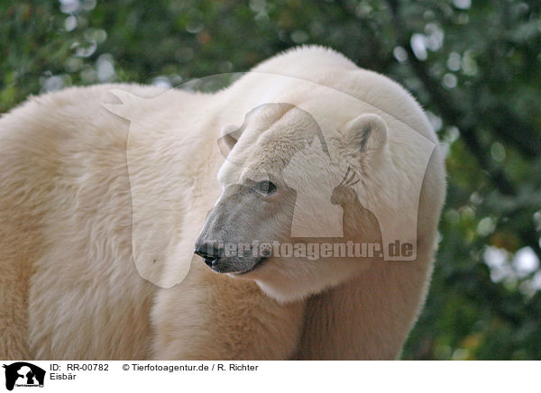 Eisbr / polar bear / RR-00782