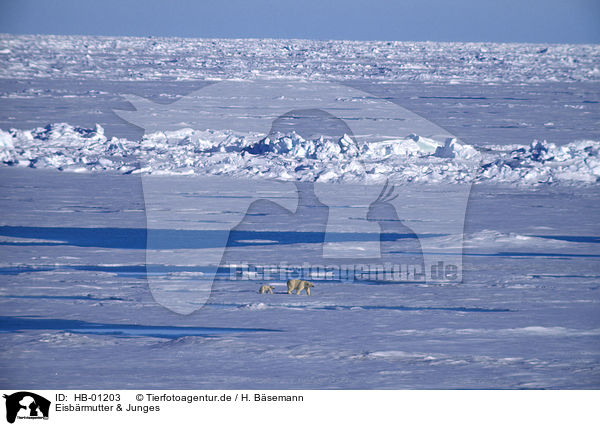 Eisbrmutter & Junges / polar bear mother & young polar bear / HB-01203