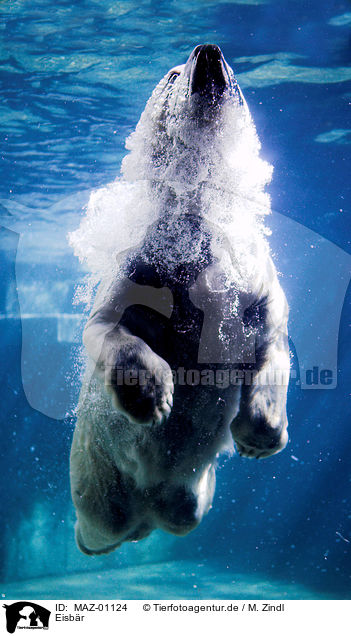Eisbr / polar bear / MAZ-01124