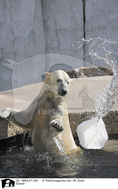 Eisbr / polar bear / MAZ-01126