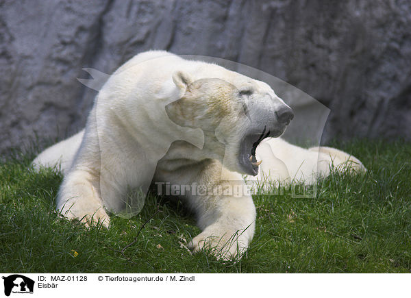 Eisbr / polar bear / MAZ-01128