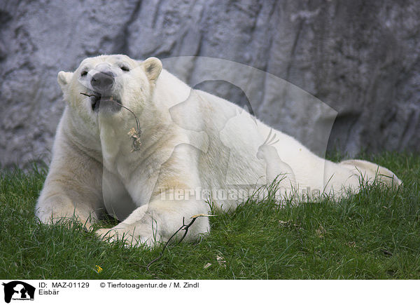 Eisbr / polar bear / MAZ-01129