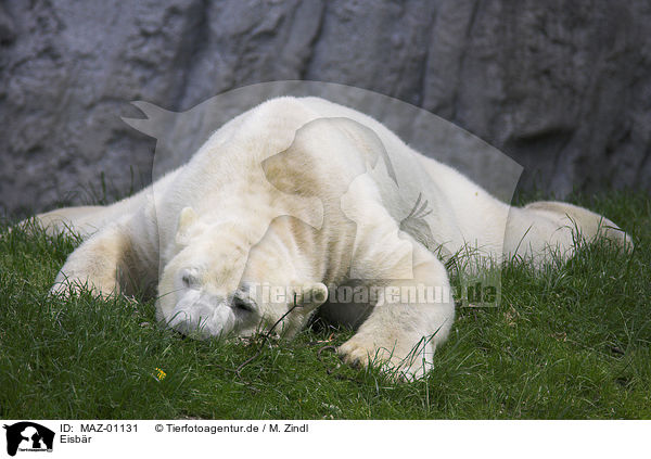 Eisbr / polar bear / MAZ-01131