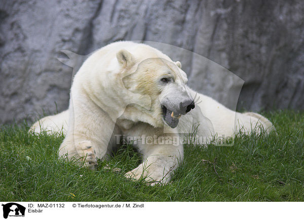 Eisbr / polar bear / MAZ-01132