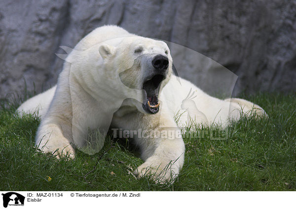Eisbr / polar bear / MAZ-01134