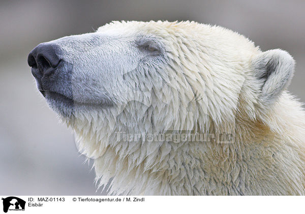 Eisbr / polar bear / MAZ-01143