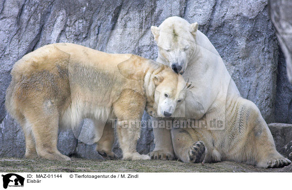 Eisbr / polar bear / MAZ-01144