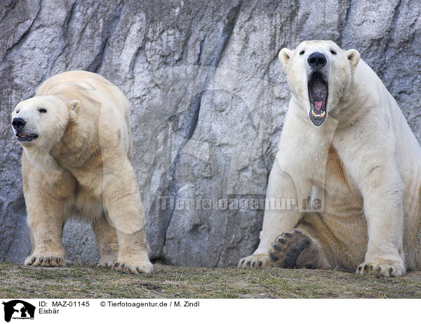 Eisbr / polar bear / MAZ-01145