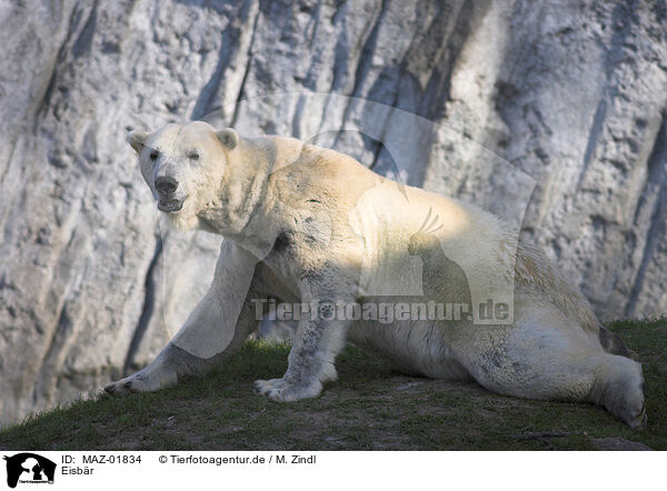 Eisb�r / polar bear / MAZ-01834