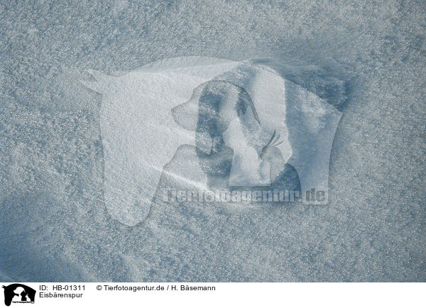 Eisbrenspur / footprint of an ice bear / HB-01311