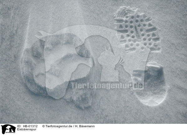 Eisbrenspur / footprint of an ice bear / HB-01312
