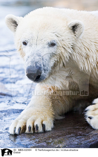 Eisbr / ice bear / MBS-02064