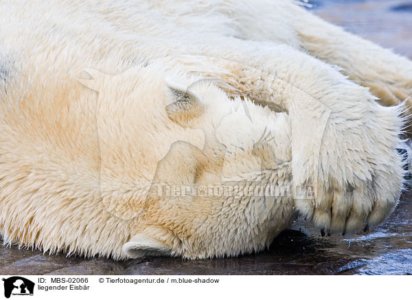 liegender Eisbr / lying ice bear / MBS-02066