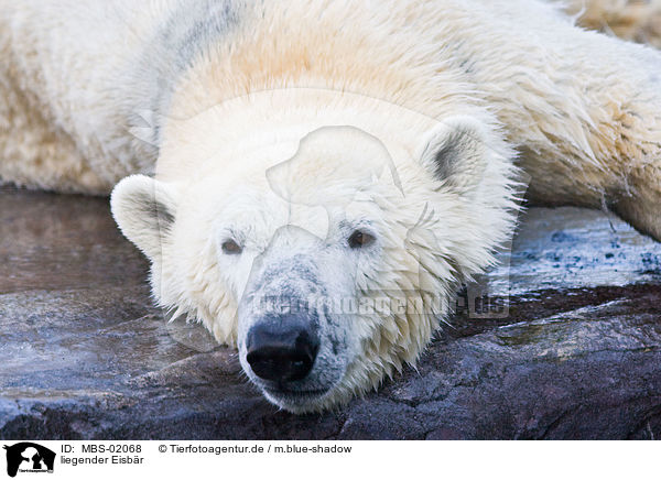 liegender Eisbr / lying ice bear / MBS-02068