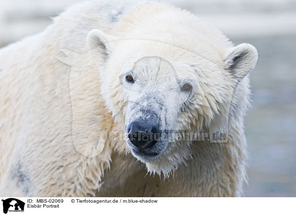 Eisbr Portrait / ice bear portrait / MBS-02069