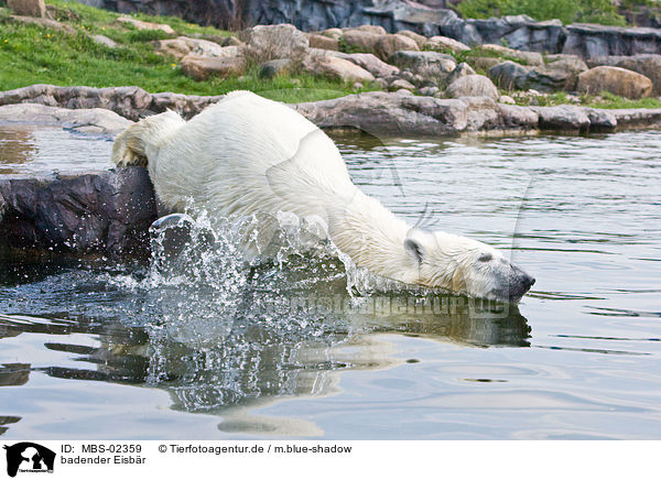 badender Eisbr / bathing ice bear / MBS-02359