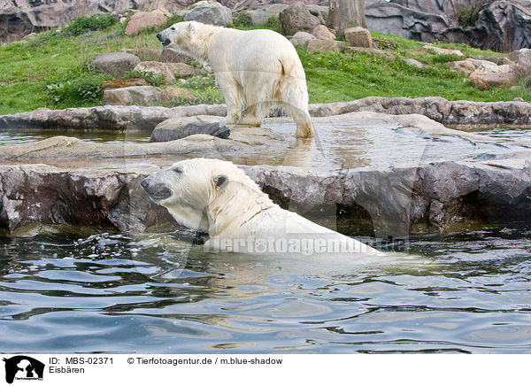 Eisbren / bathing ice bears / MBS-02371