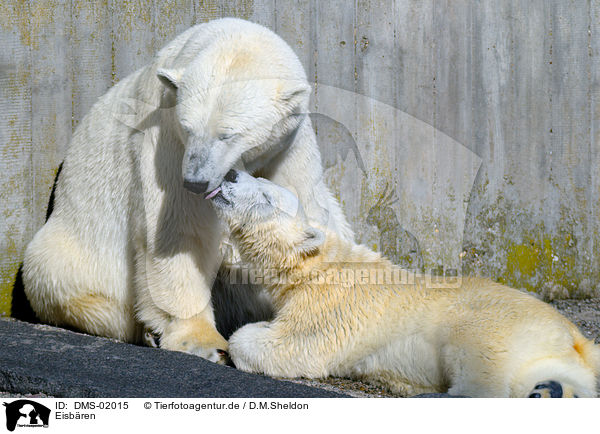 Eisbren / ice bears / DMS-02015