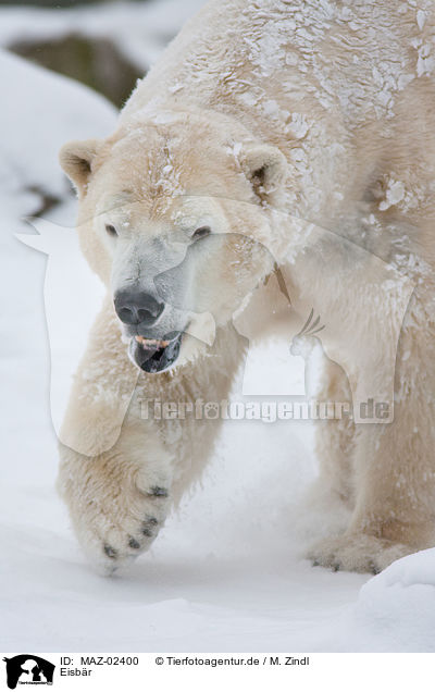 Eisbr / ice bear / MAZ-02400