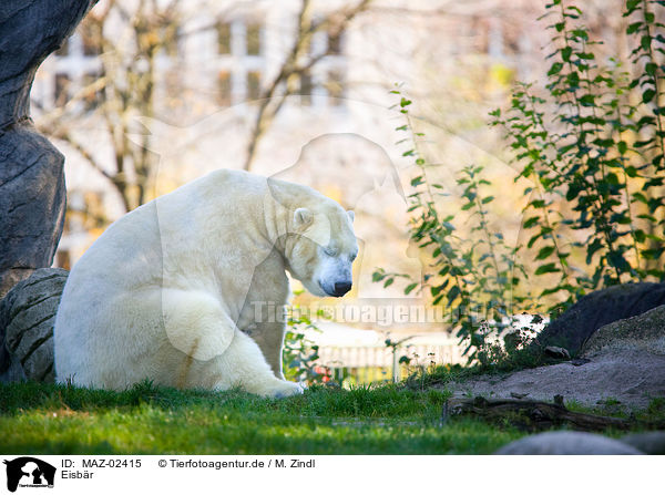 Eisbr / ice bear / MAZ-02415
