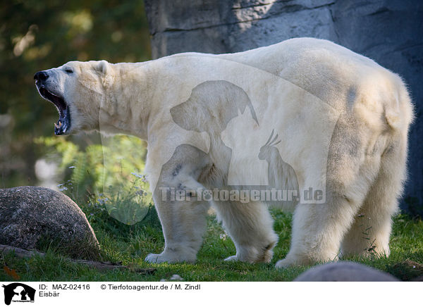 Eisbr / ice bear / MAZ-02416