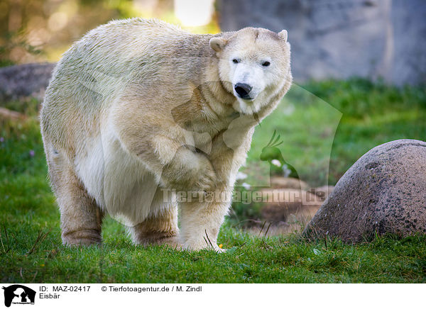 Eisbr / ice bear / MAZ-02417