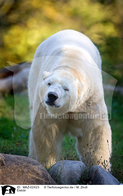 Eisbr / ice bear / MAZ-02423
