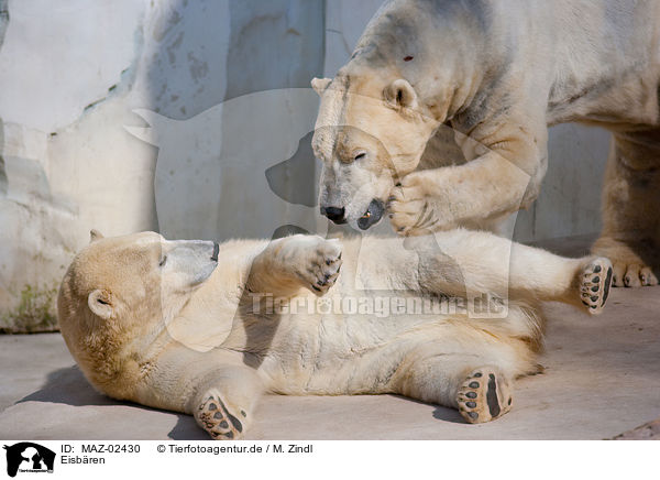 Eisbren / ice bears / MAZ-02430