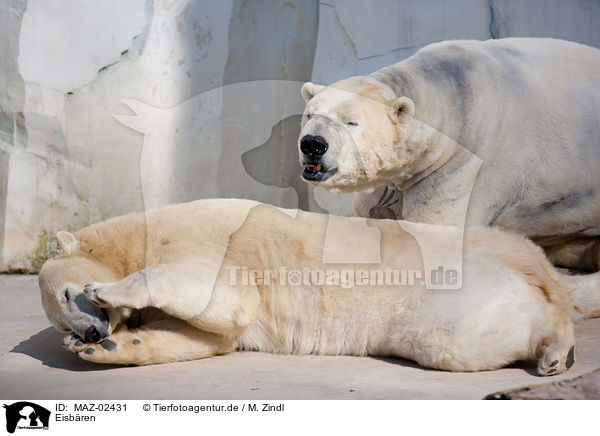 Eisbren / ice bears / MAZ-02431